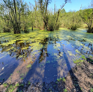 خدمات تخصصی وکیل در قائم شهر در تمامی حوزه‌های حقوقی و کیفری
